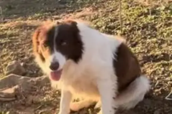 Perro perdido, El Lentiscal, 14, Playa de Bolonia, Algeciras — blanco, marrón y negro - photo