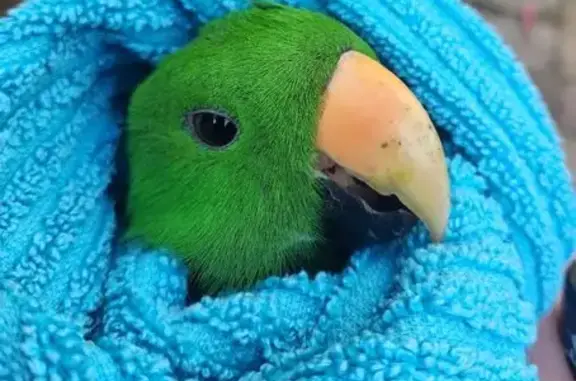 Lost Bird, Hawkesbury City Council, New South Wales, Sydney – male Eclectus parrot with a yellow beak - photo