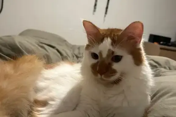 Gato naranja y blanco. Lleva un collar gris anti pulgas. Está castrado y lleva micro chip. ESTÁ ENFERMO, tiene problemas con los pulmones. Por favor, si lo encontráis llamar o enviar WhatsApp al número +34611061054