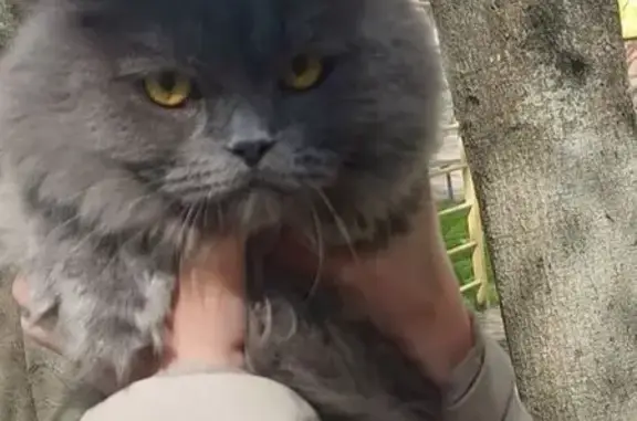 Зникла кішка, провулок Котельникова, 5, Житомир — пухнастий хлопчик - photo