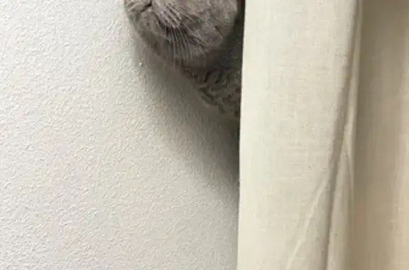 Perdido gato hembra, Calle del Planeta Urano, 11, Parla — de color gris, un año - photo
