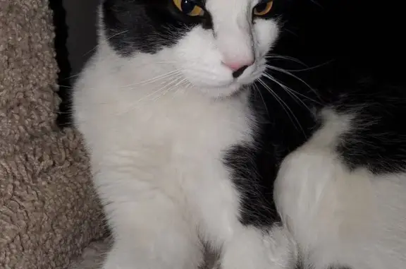 Lost pets Avondale, photo: Lost cat, West Harrison Street, 12360, Avondale, Avondale — neutered male with a black nose spot