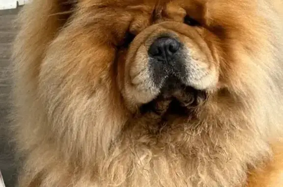 Missing dog Germantown, photo: Lost dog, Eckley Place, 9542, Cordova, Germantown — shy male with a thick brown-and-cream coat
