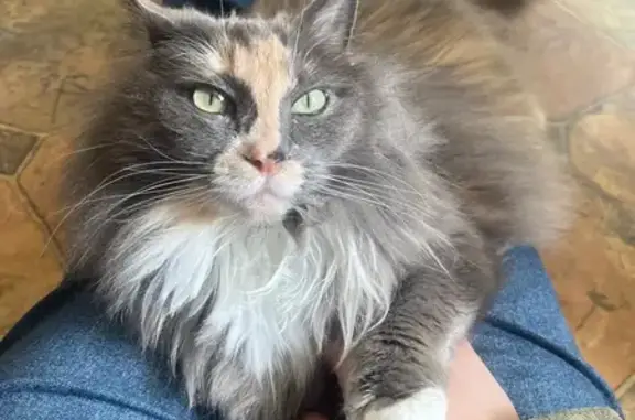 Lost cat, Northeast 14th Avenue, Portland — female with an orange nose streak - photo