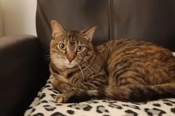 Gato perdido, hembra, San Celoni, Barcelona, España, Pozuelo de Alarcon — patitas bicolor - photo