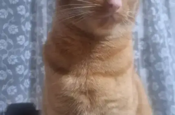 Lost cat, male, Charles Street, City of Parramatta Council, Parramatta — escaped from an upstairs balcony - photo