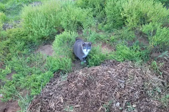 Lost cat, Meadowland Boulevard, 3718, Colorado Springs — gray female with white mittens - photo