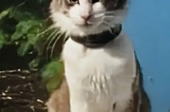 Lost cat, Dante Avenue, 900, Copiague — male, gray and white - photo