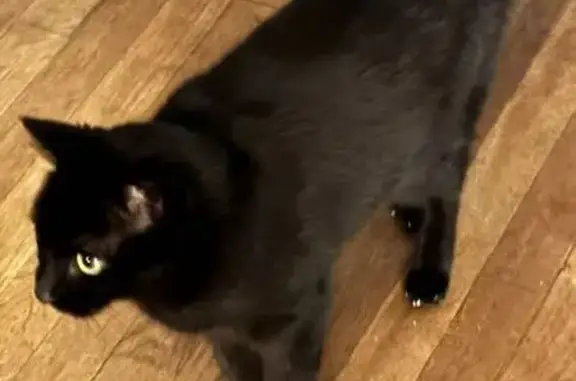 Lost cat, Raritan Road, 2090, Scotch Plains, Westfield — 12-year-old female, all black - photo