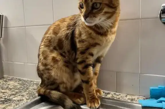 Gato perdido, Carrer del País Basc, Sant Antoni de Calonge, Lloret de Mar — hembra bengalí de ojos verdes - photo