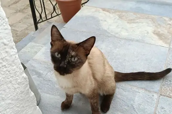 Encontrado gato, Avenida de Es...