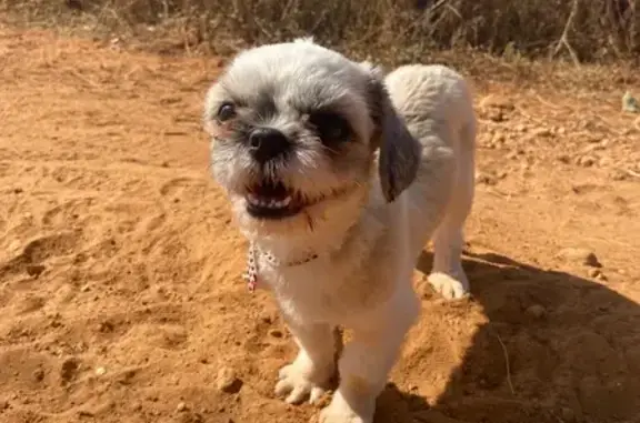 Cachorro perdido, fêmea, Mansõ...