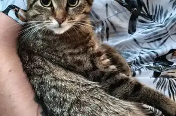Зникла кішка, вулиця Вітряні Гори, 4, Київ, Коцюбинське — коричнева смугаста дівчинка - photo
