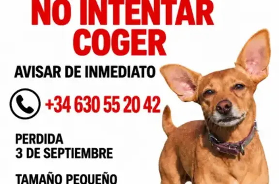 Perro perdido, hembra, Calle Ronda Leonardo, 64, Málaga, Malaga — cruce Teckle con Podenco - photo