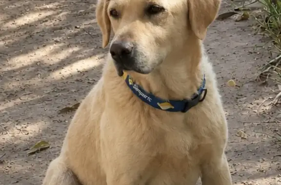 Cachorro perdido, SGAP, Lote G...