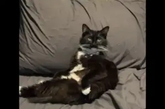 Lost cat, female, Power Road, 225, East Providence — never left before - photo