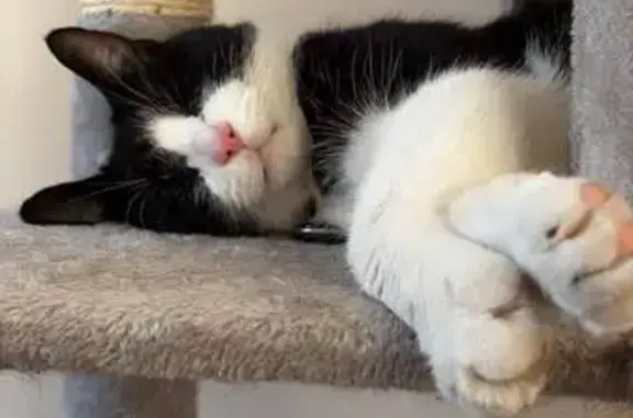 Lost male cat, Chorley's Lane, 25, Widnes — tuxedo coat and pink nose - photo