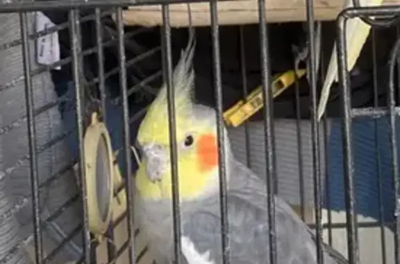Lost bird, Gorge Road, Paradise, Adelaide — escaped grey cockatiel - photo