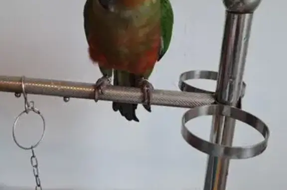 Found bird, Yishun, Singapore,...