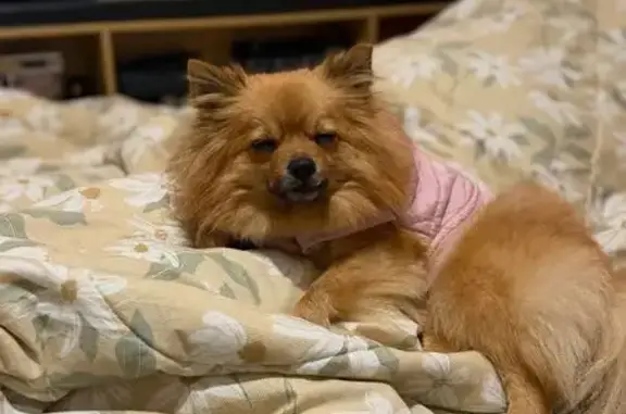 Lost female dog, Broughton Street, 71, Sydney, Concord — friendly and playful - photo
