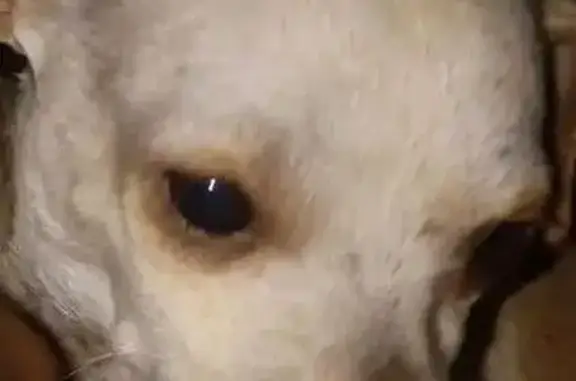 Lost male dog, East Taylor Street, Stockton — under 10 pounds, loving but scared - photo