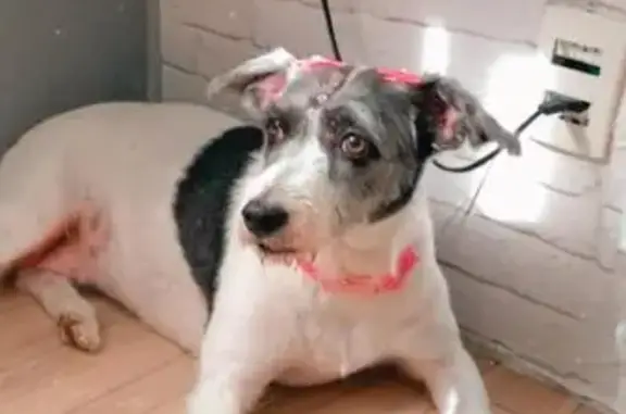 Cachorro perdido, Maresias, Sã...