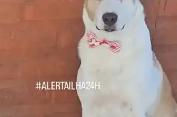 Cachorro perdido, Rua Sargento...