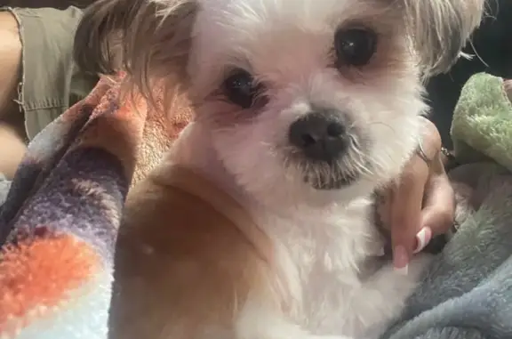Lost dog, East 67th Terrace, Kansas City — male, limping on left leg - photo