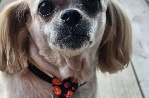 Missing dog Lafayette, photo: Lost dog, Essen Drive, 237, Lafayette — male with a short gold coat