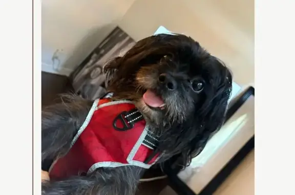 Lost dog, West 7th Street, Los Angeles — female Shorkie in a red harness - photo