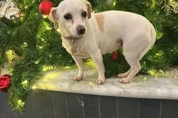 Perro perdido, hembra, Playas de Rosarito, Baja California, Tijuana — esterilizada, con cicatriz abdominal - photo