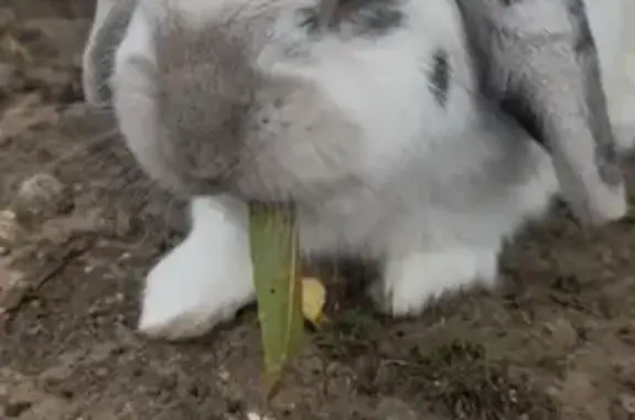Lost male rabbit, Bowden Street, City of Parramatta Council, Sydney — grey ears - photo