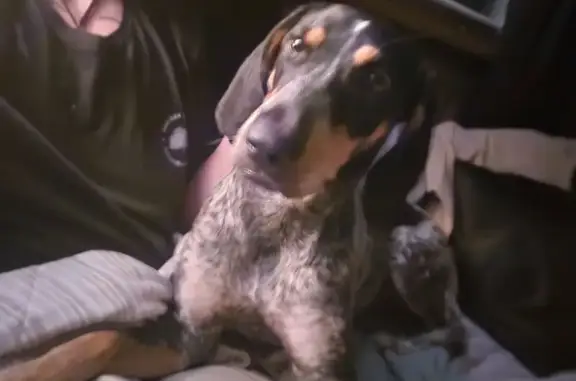 Missing dog Columbia, photo: Lost dog, North Providence Road, 5, Columbia — female blue tick coonhound without a collar