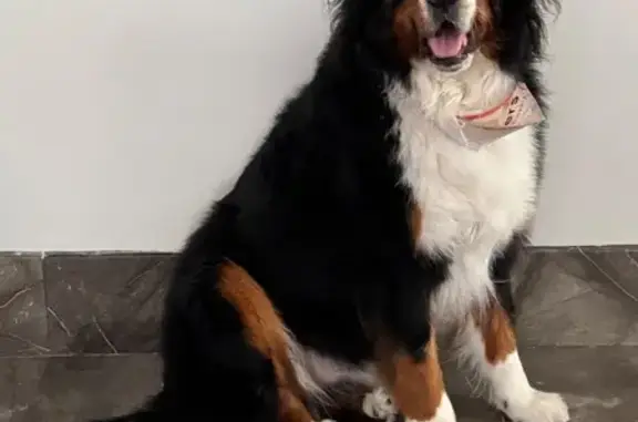 Perro perdido, Avenida Colonial de la Sierra, 518, San Pedro Garza García, San Pedro Garza Garcia — macho Bernés de la Montaña, 56 kg - photo