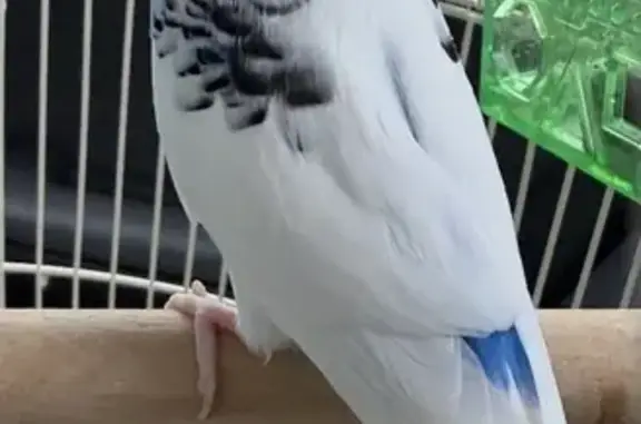 Lost bird, Dartmouth Chase, Brimbank, Melbourne — mainly white with bluish-purple and black markings - photo