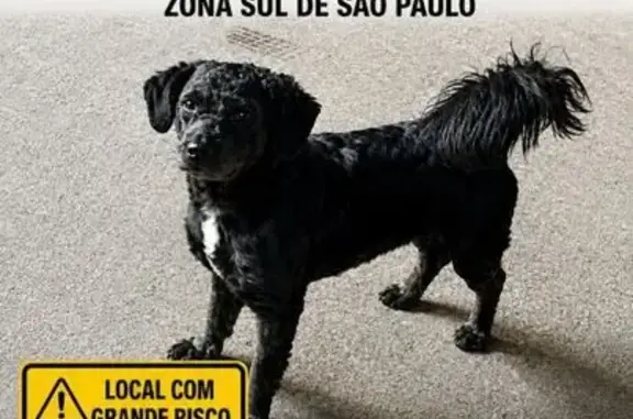 Cachorro perdido, Interlagos,...