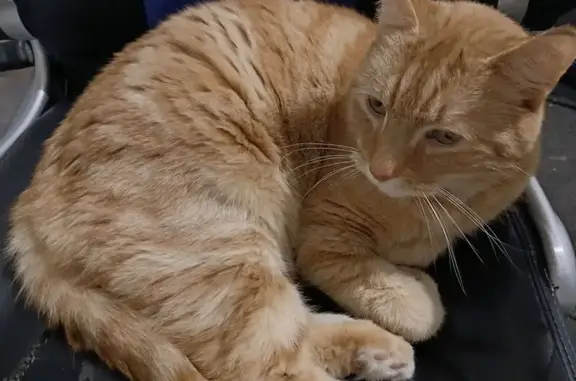 Lost cat, Madden Street, 3, Maribyrnong — male, 7 years old, desexed - photo