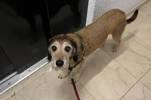 Perro perdido macho, Can Turó, 17118, Girona, España, Girona — mestizo marrón de 15 kg - photo