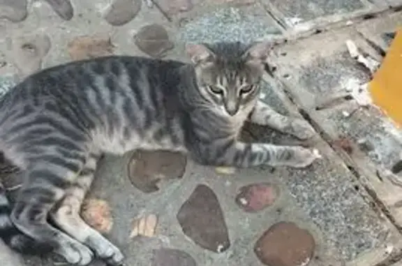 Encontrado gato macho, Disemin...