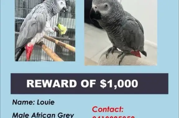 Lost Bird, Lucinda Avenue, 90, Canterbury-Bankstown Council, Canterbury — male with a red/purple leg chain - photo