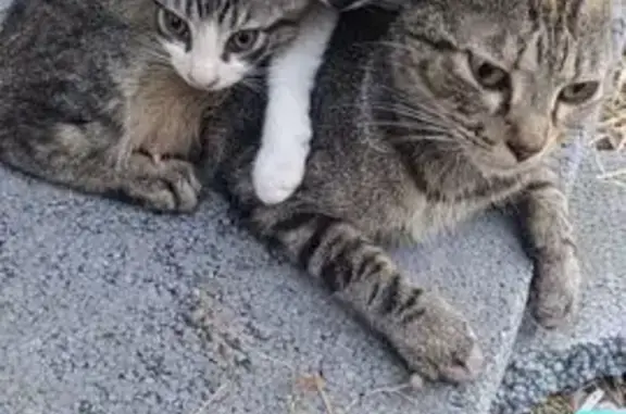 Encontrado gato, Avenida Palma...