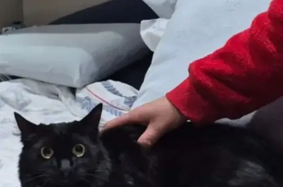 Gato perdido, Carrer de Florència, 35, Santa Coloma de Gramenet — negro, tímido y dócil - photo