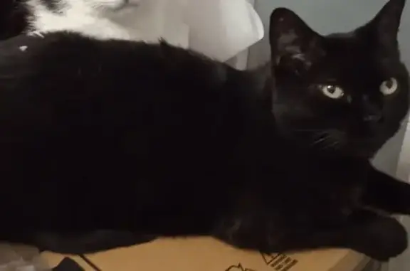 Gato perdido, Calle Libertades, 31, Leganes — negro, castrado y muy asustadizo - photo