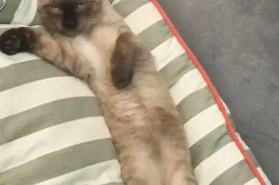 Gato perdido, Calle del Avefría, Madrid — siamés de 5 meses - photo