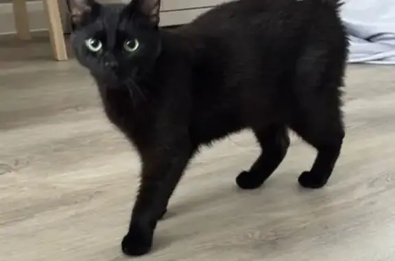 Lost cat, Wymondham NR18 9GT, Trumpington — black coat and bald spot near tail - photo