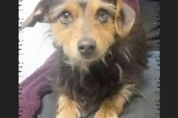 Lost dog, Keerom Street, Pretoria — female mixed breed with green eyes - photo