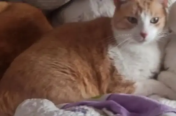 Gato perdido, Camino la Hornera, 145, La Laguna — amarillo claro, ojos verdes - photo