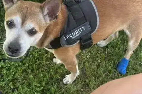 Es miedoso y prudente, cariñoso. Tiene once años. Es un chucho tamaño más bien pequeño.