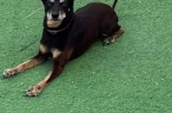 Perro perdido, Fornells de la Selva, Girona, España, Lloret de Mar — desapareció en el área de descanso de la AP-7 - photo