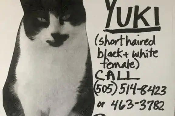 Lost and found pets Albuquerque, photo: Lost cat, La Vega Drive Southwest, South Valley, Albuquerque — small black-and-white female, no collar